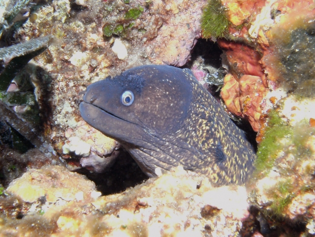  Murena in tana 